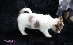 Yorkshire Terrier dogs for sale: Stunning Biro & Merle Yorkie Girls – Ready Nov 25 - Advert 23