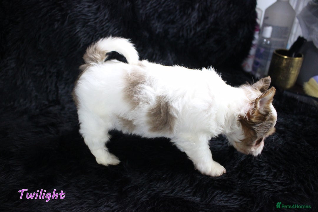 Yorkshire Terrier dogs for sale: Stunning Biro & Merle Yorkie Girls – Ready Nov 25 - Advert 23