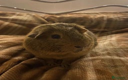 Guinea Pig rodents for sale: Macao and Midas  - Image 3