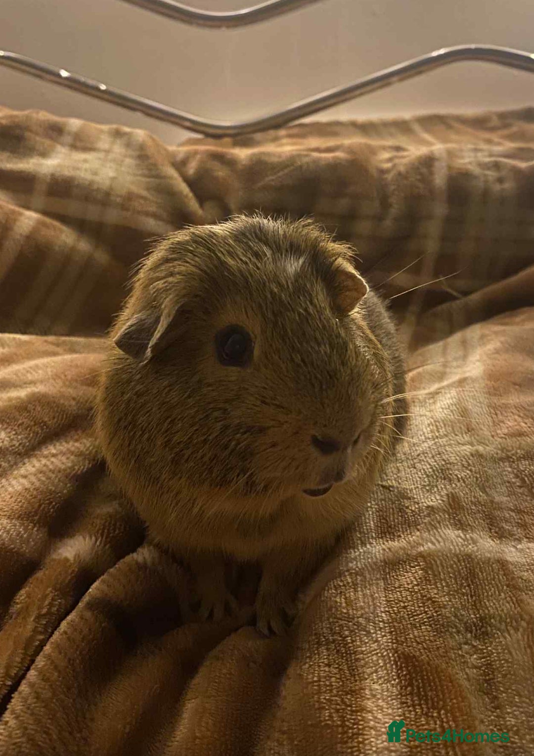 Guinea Pig rodents for sale: Macao and Midas  - Image 3