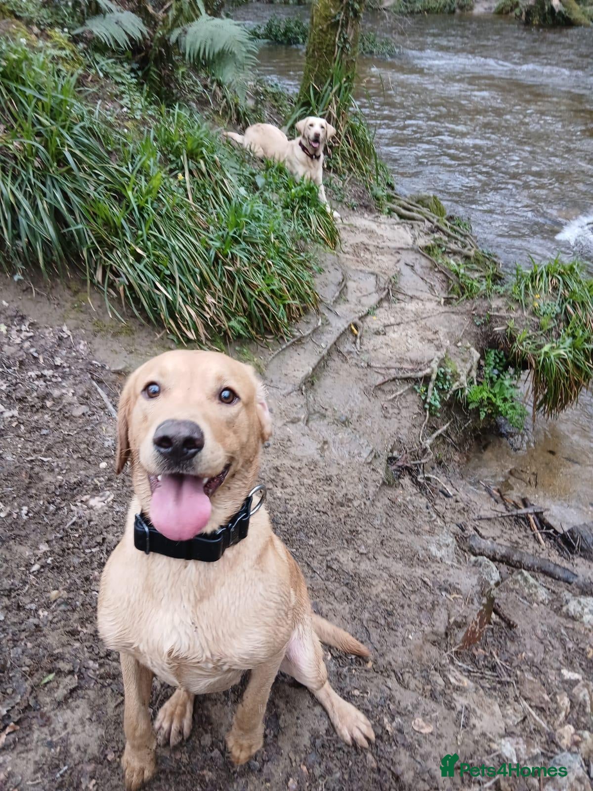 Labrador Retriever dogs Fox red labador retriever kc male( NOT FOR SALE) - Advert 5