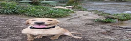 Labrador Retriever dogs for stud: Fox red labador retriever kc male( NOT FOR SALE) - Advert 1
