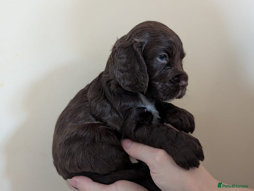 Cocker Spaniel dogs for stud: K C registered - Mr Midnight for Stud in Huddersfield - Advert 18