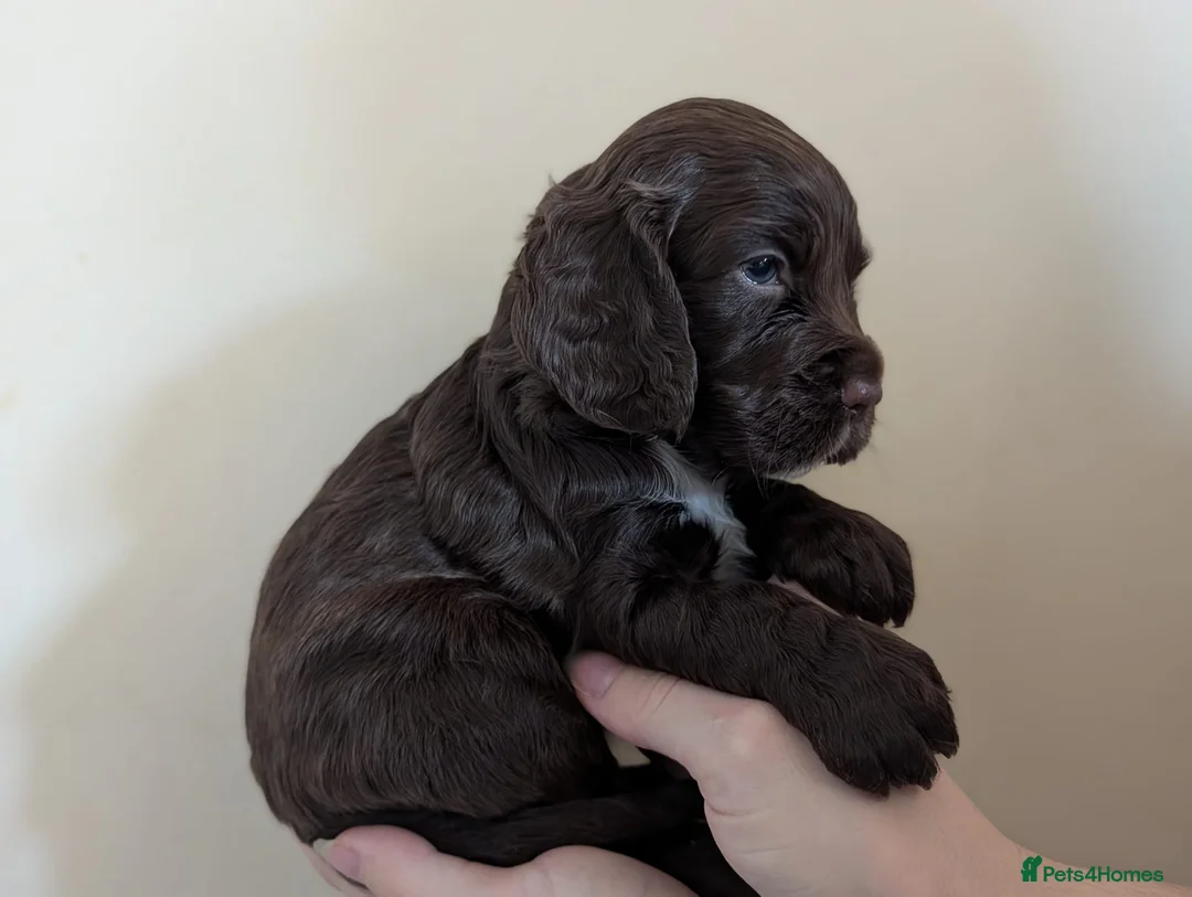 Cocker Spaniel dogs for stud: K C registered - Mr Midnight for Stud in Huddersfield - Advert 17