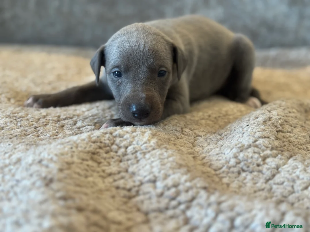 Whippet dogs for sale: KC REGISTERED BLUE SHOW TYPE WHIPPETS - Advert 22