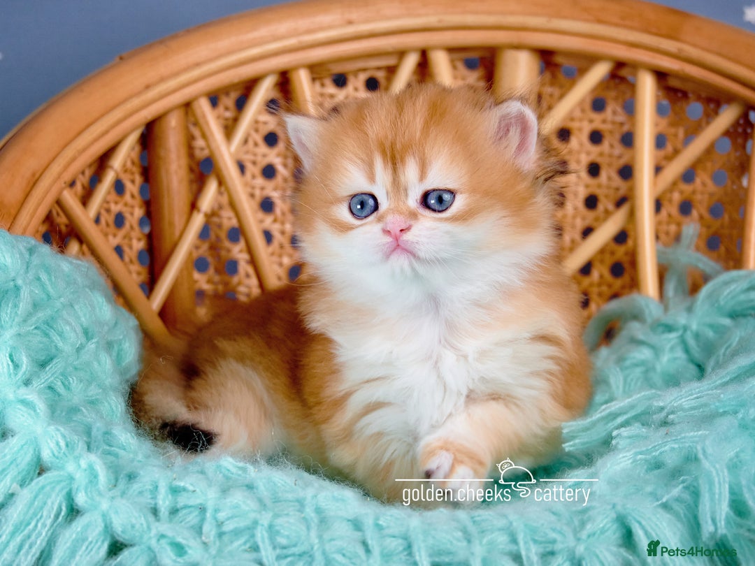 British Shorthair cats for sale: Show-Quality British Shorthair Kittens - Advert 8