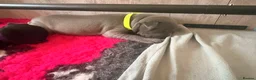 Staffordshire Bull Terrier dogs for sale: 🐾 CHUNKY STAFF PUPPIES – BLUE & BLACK 🐾  - Advert 5