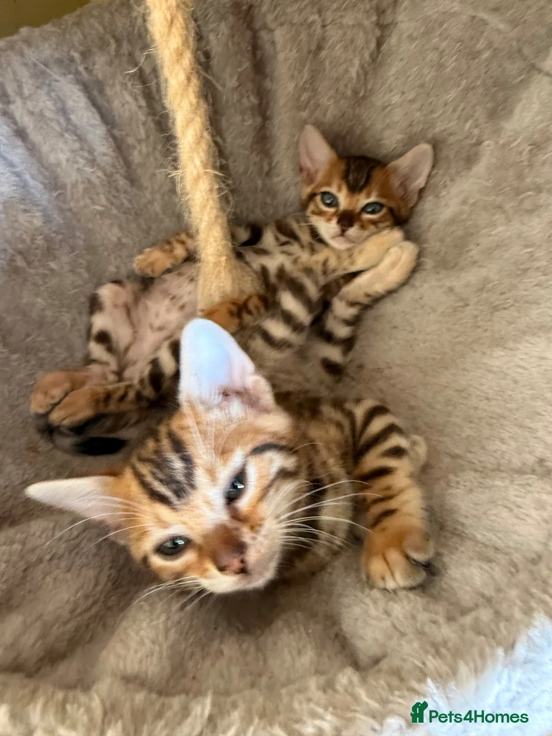 Bengal cats for sale: Stunning 🔥 TICA 🐾 Health tested Bengal Kittens  - Advert 20