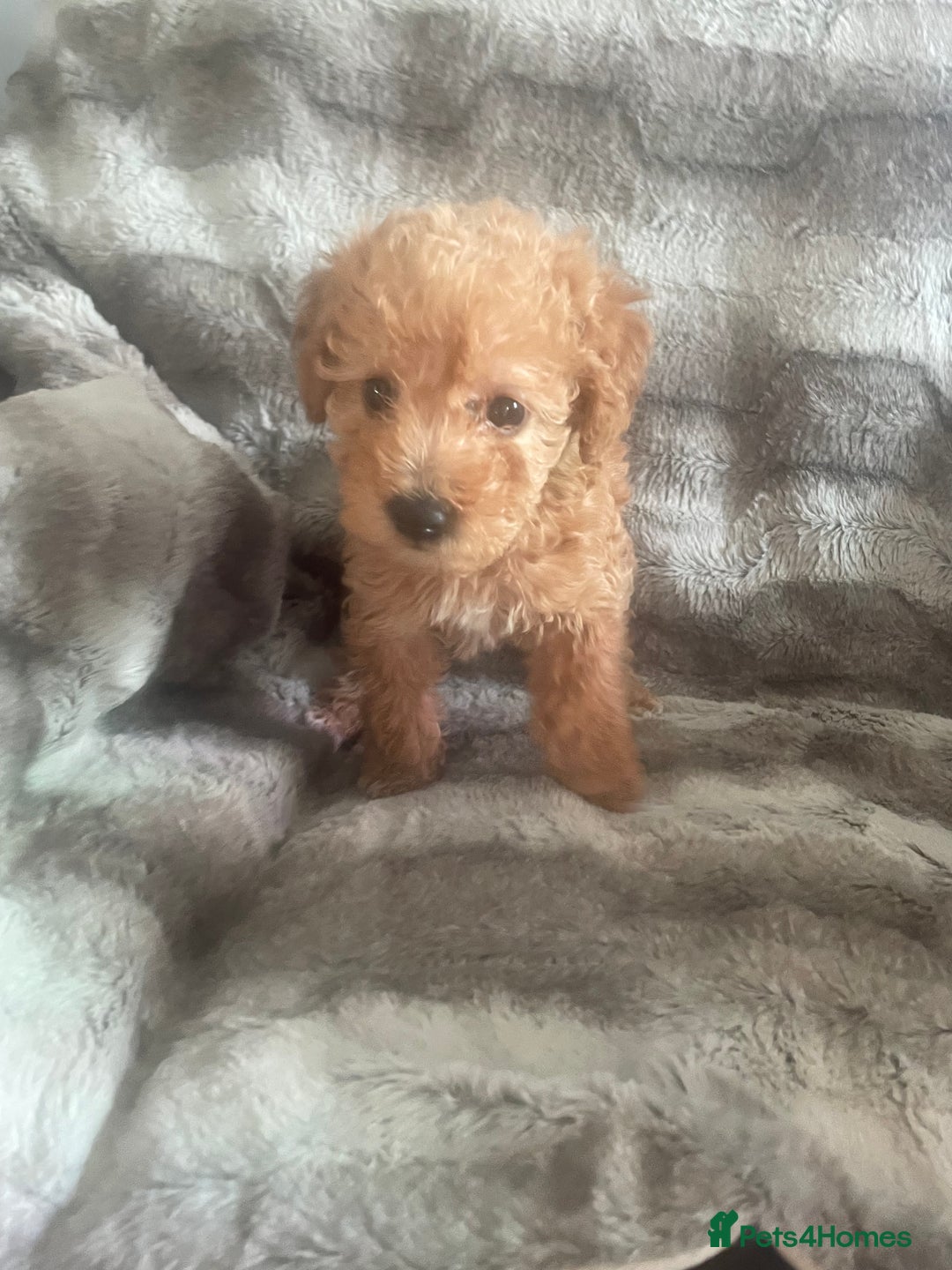 Toy Poodle dogs for sale: Toy poodle puppies  - Advert 25