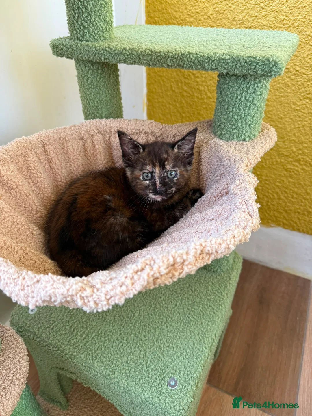 Mixed Breed cats for sale: 5 beautiful kittens  - Advert 2