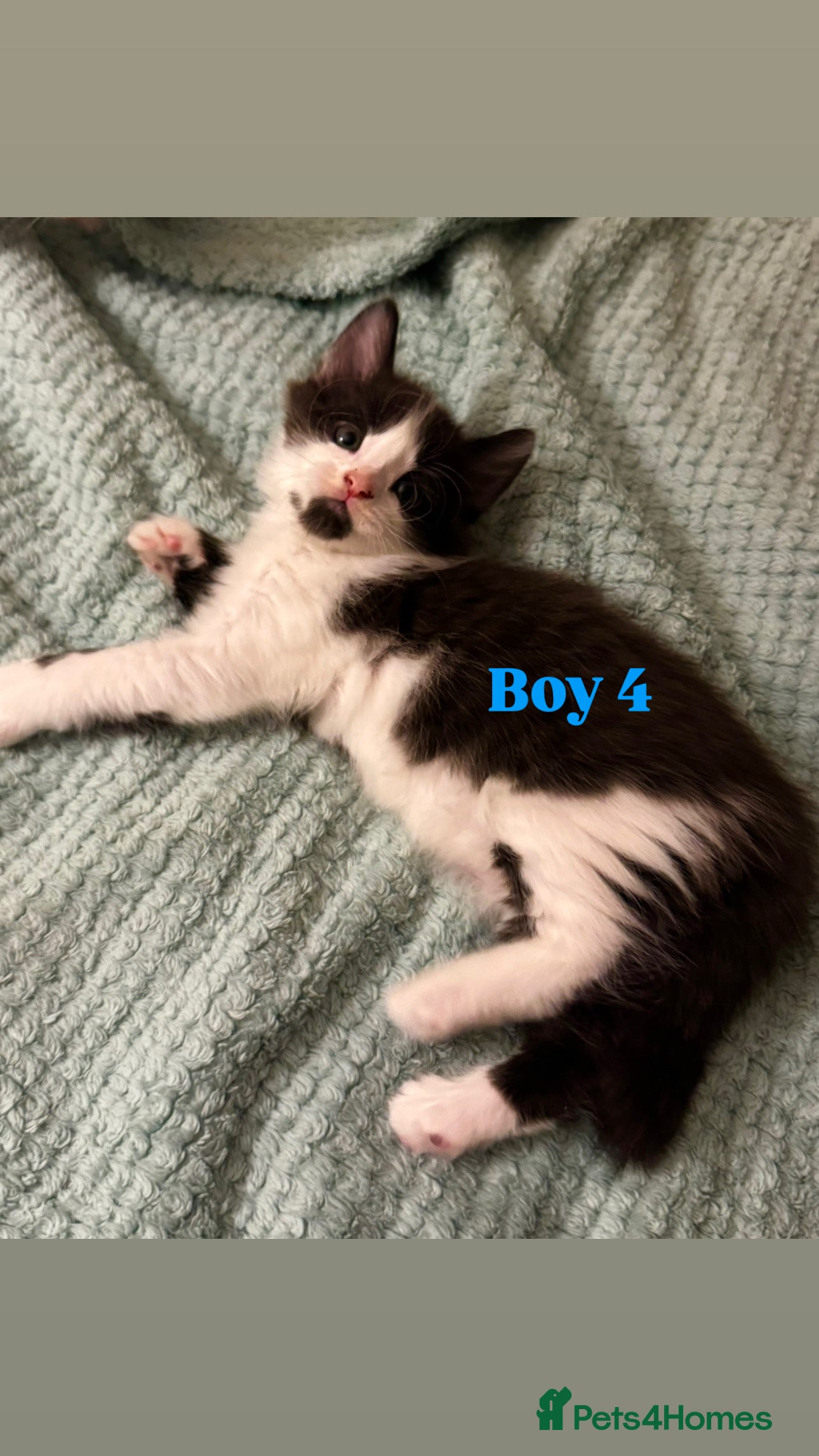 Mixed Breed cats 🐾 Two lovely boys looking for their new homes🐾 - Advert 13