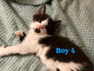 Mixed Breed cats 🐾 Two lovely boys looking for their new homes🐾 - Advert 13