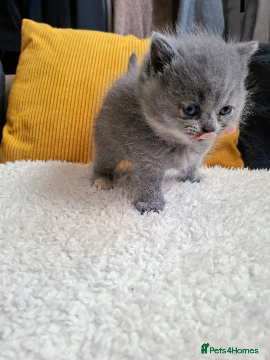 British Shorthair cats for sale:  100% Pedigree chunky BSH kittens - Advert 38
