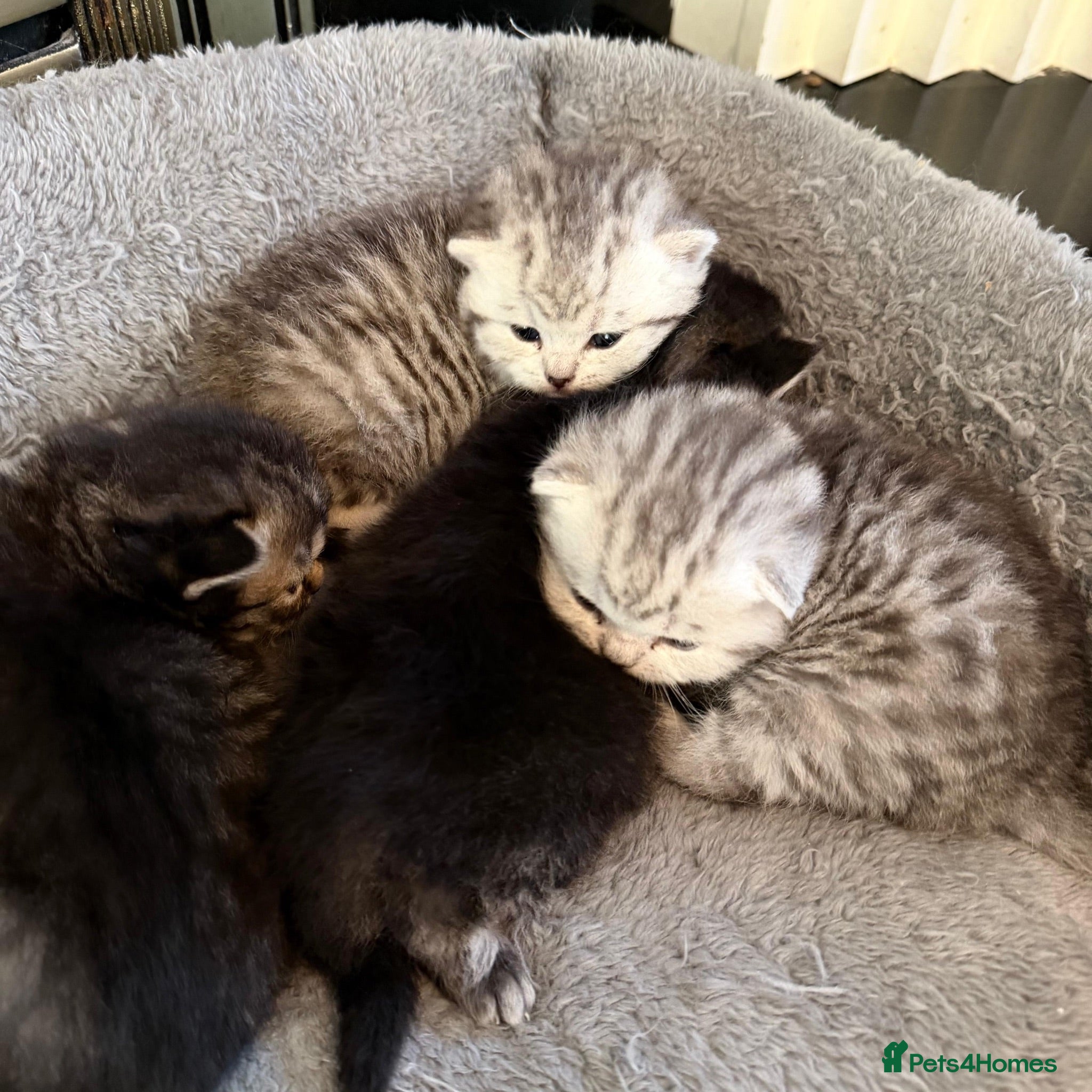 British Shorthair cats Beautiful Chunky Pure British Shorthair Kittens - Advert 2