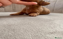 Miniature Dachshund dogs for sale: Gorgeous Long &short haired mini dachshund puppies - Image 28