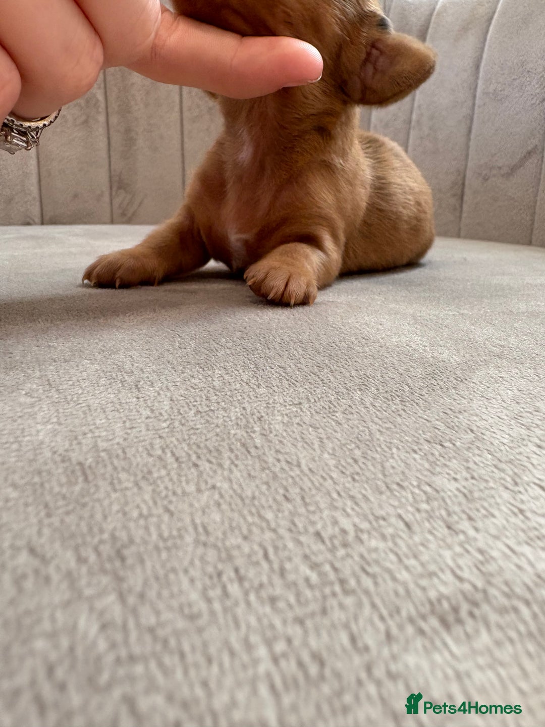 Miniature Dachshund dogs for sale: Gorgeous Long &short haired mini dachshund puppies - Image 28