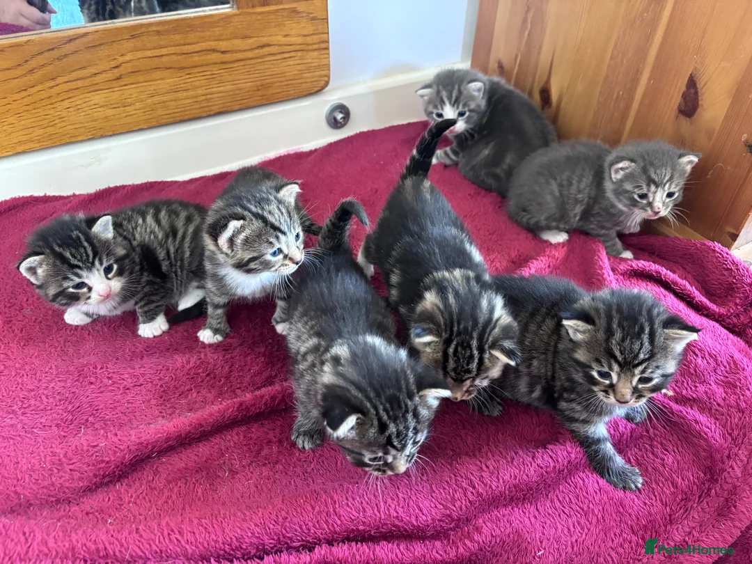 Mixed Breed cats for sale: Beautiful kittens  - Advert 14