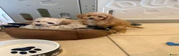 Cavapoochon dogs for sale: Toy Cavapoo-chon Puppies (TOY CAVAPOOCHON) - Advert 12