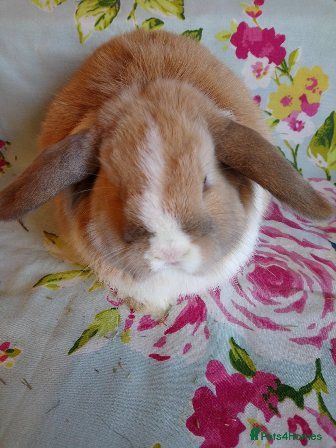 Mini Lop rabbits for sale: Pedigree Mini Lops - Advert 35