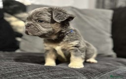 French Bulldog dogs for sale: High Quality French Bulldog Puppies  - Image 15