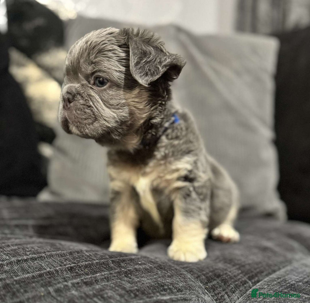 French Bulldog dogs for sale: High Quality French Bulldog Puppies  - Image 15