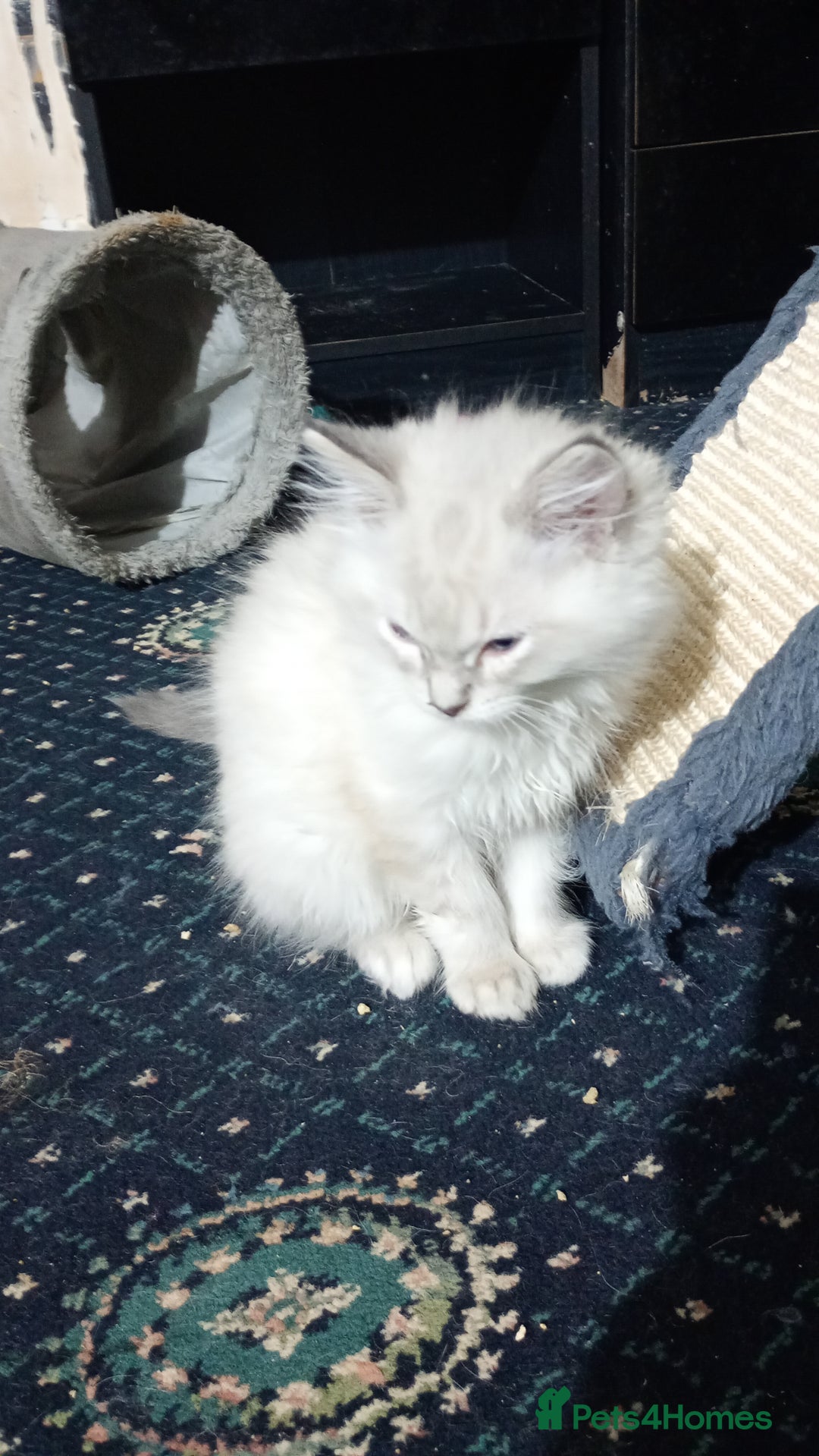 Ragdoll cats for sale: Beautiful full ragdoll kittens £695 - Advert 4