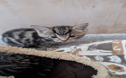 Mixed Breed cats for sale: Kittens for sale - Image 3