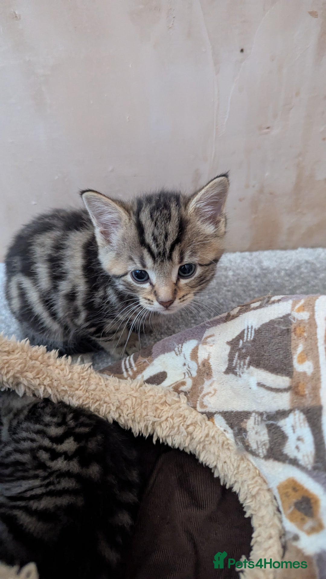 Mixed Breed cats for sale: Kittens for sale - Image 3