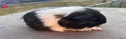 Guinea Pig rodents for sale: friendly boy guinea pigs to reserve  - Advert 5
