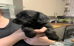 Doxiepoo dogs for sale: Gorgeous Doxipoo puppies  - Image 6