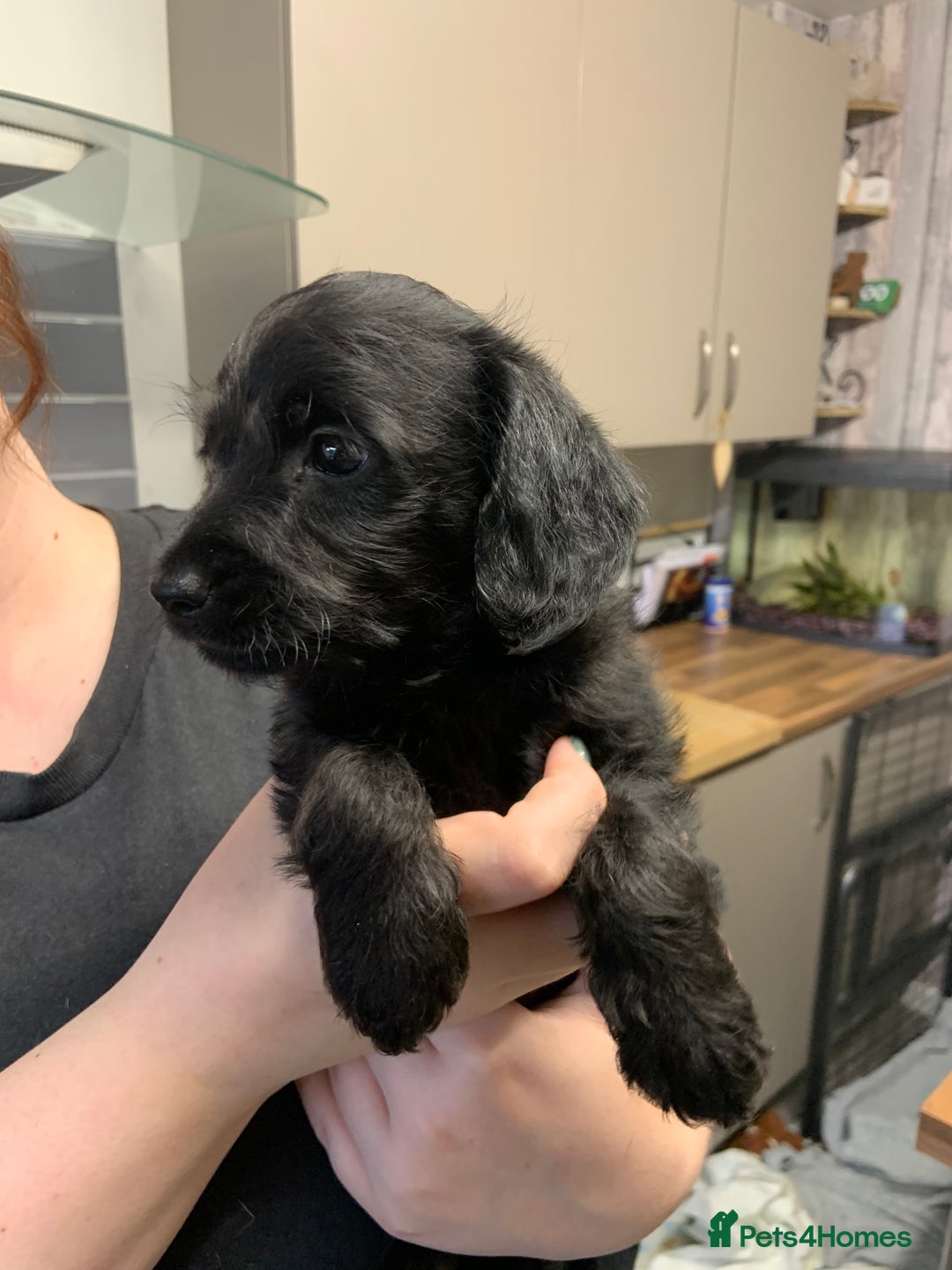 Doxiepoo dogs for sale: Gorgeous Doxipoo puppies  - Image 6