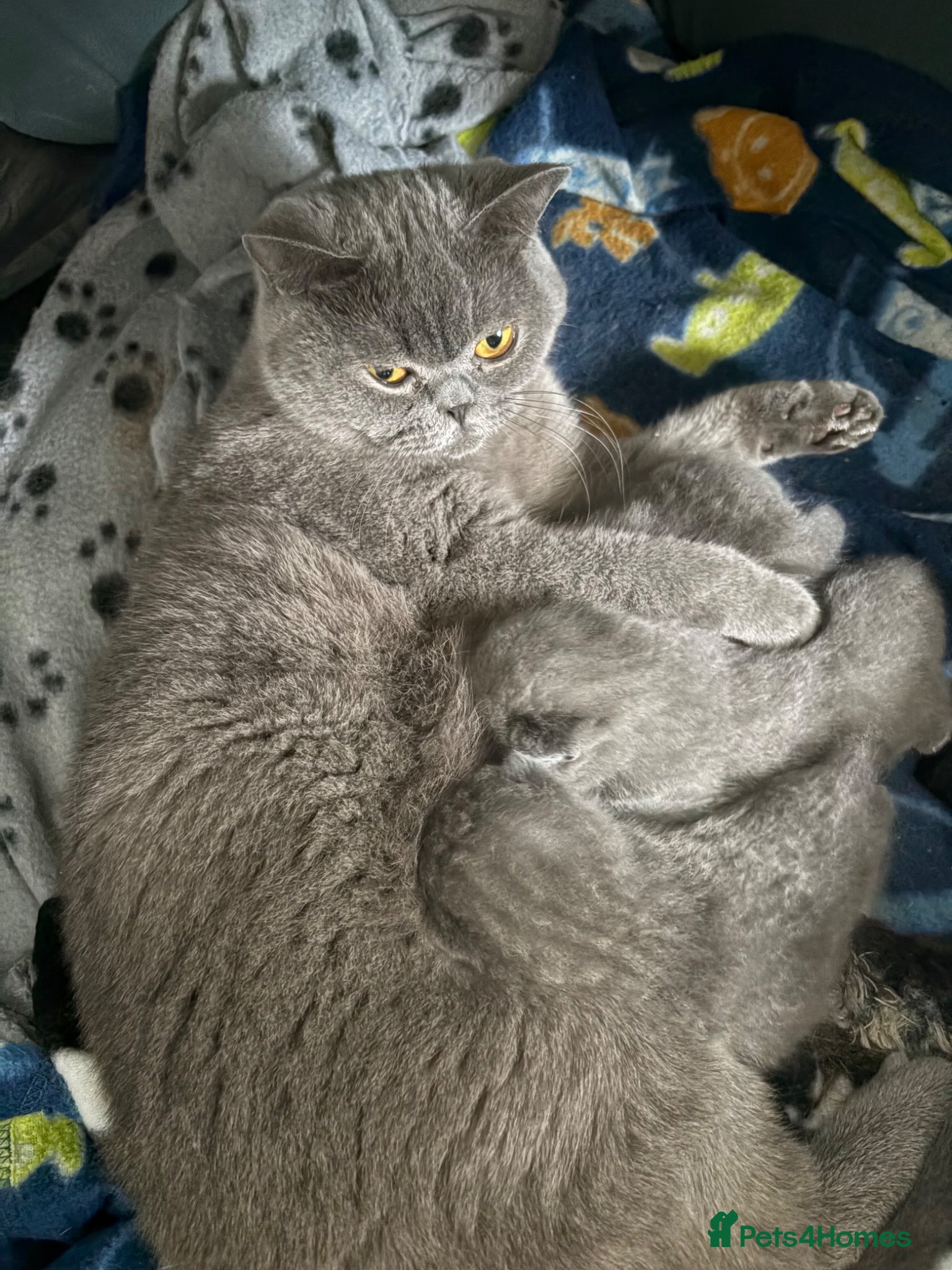 British Shorthair cats 3 fluffy kittens  - Advert 2