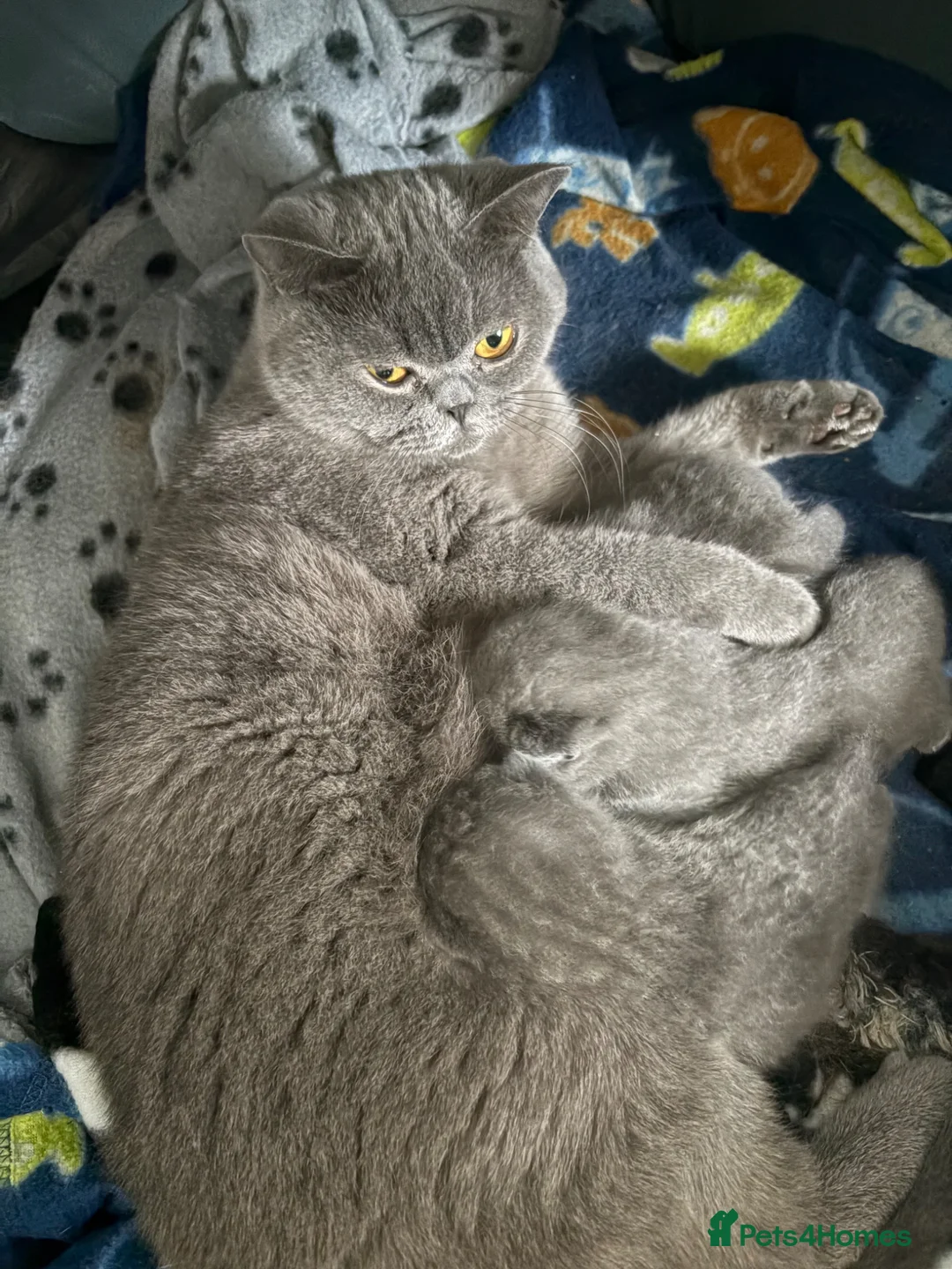 British Shorthair cats for sale: 3 fluffy kittens  - Advert 1