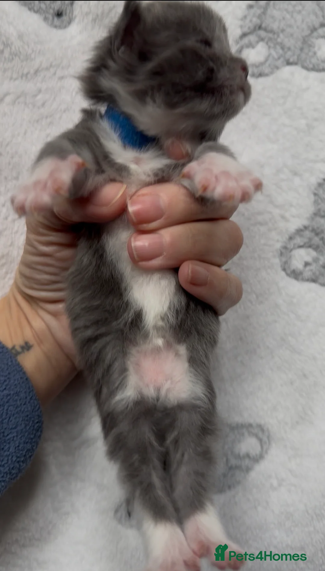 Maine Coon cats for sale: Stunning Maine Coon Kittens Unique Black Smokes - Advert 11