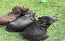 Cocker Spaniel dogs for sale: 3 Beautiful cocker spaniel puppies 2 boys 1 girl - Image 5