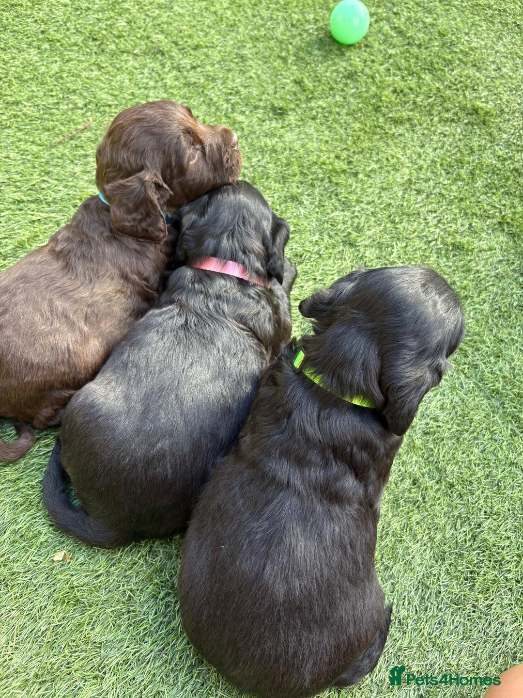 Cocker Spaniel dogs for sale: 3 Beautiful cocker spaniel puppies 2 boys 1 girl - Image 5