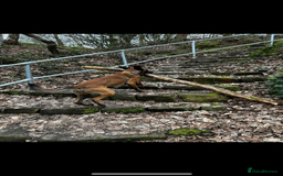 Belgian Shepherd Dog dogs for sale: Belgian Malinois Zeus age 4  - Image 6
