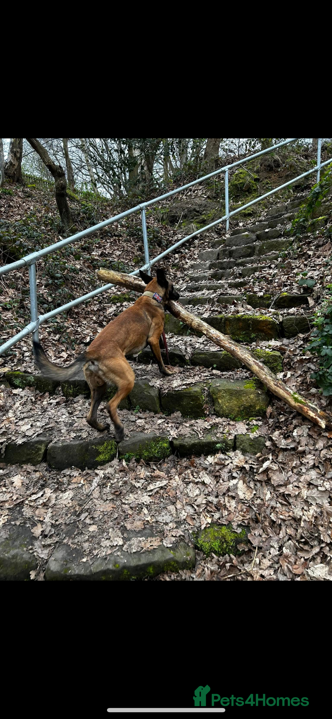 Belgian Shepherd Dog dogs for sale: Belgian Malinois Zeus age 4  - Image 6