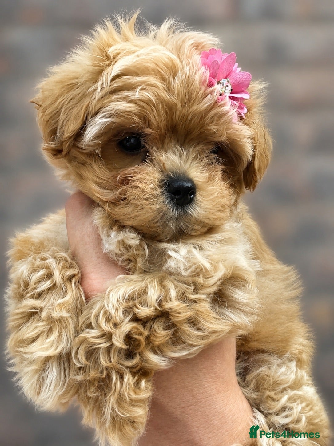 Maltipoo dogs 🤍 Exclusive Korean-Style Asian Maltipoos 🤍 - Advert 2