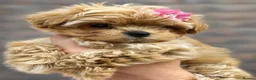 Maltipoo dogs for sale: 🤍 Exclusive Korean-Style Asian Maltipoos 🤍 in Willenhall - Advert 1