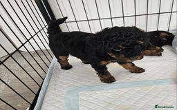 Toy Poodle dogs for sale: KC Black/Tan, Black/Cream Toy Poodles, READY NOW! in Morpeth - Image 3