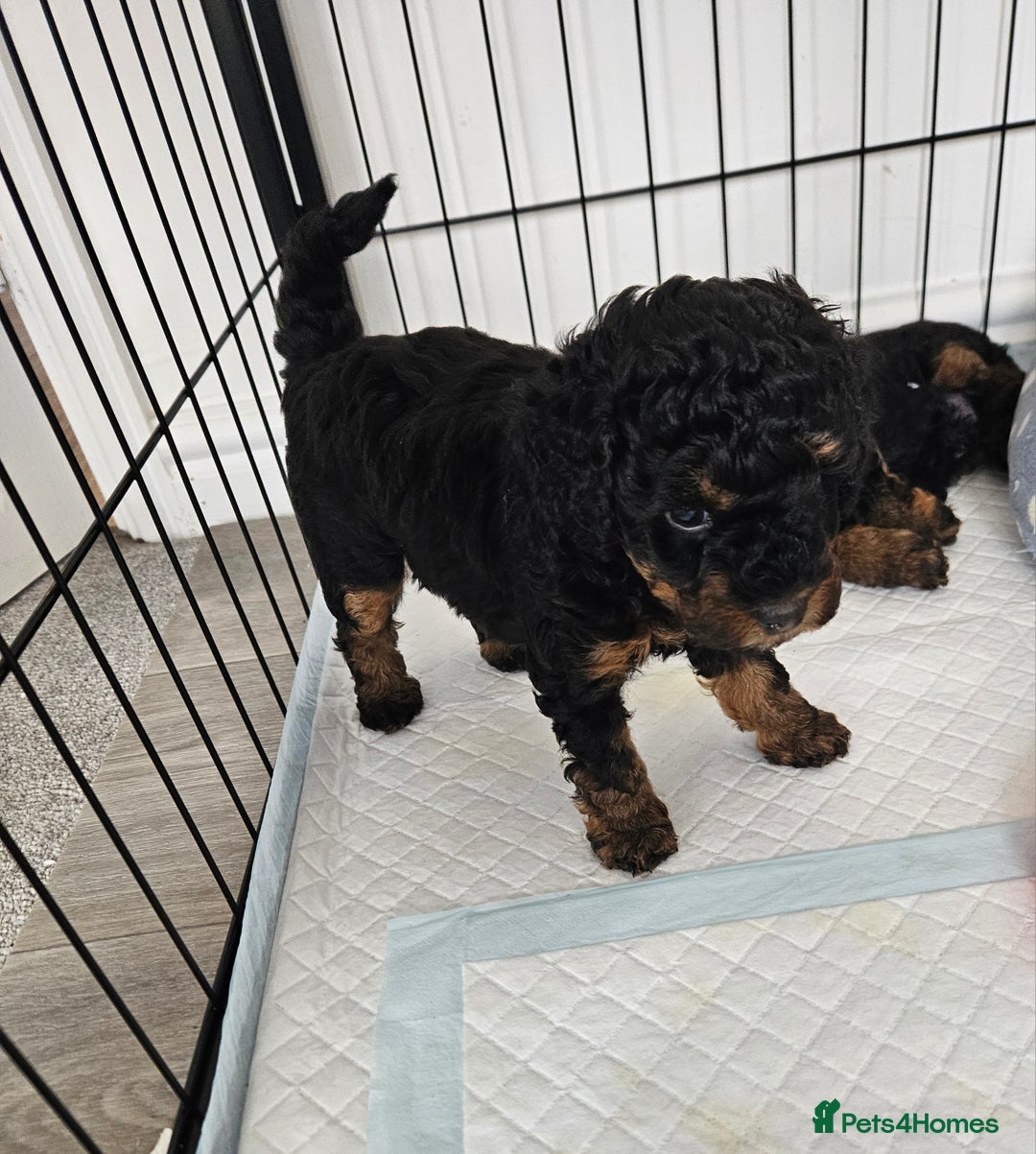 Toy Poodle dogs for sale: KC Black/Tan, Black/Cream Toy Poodles, READY NOW! in Morpeth - Image 3