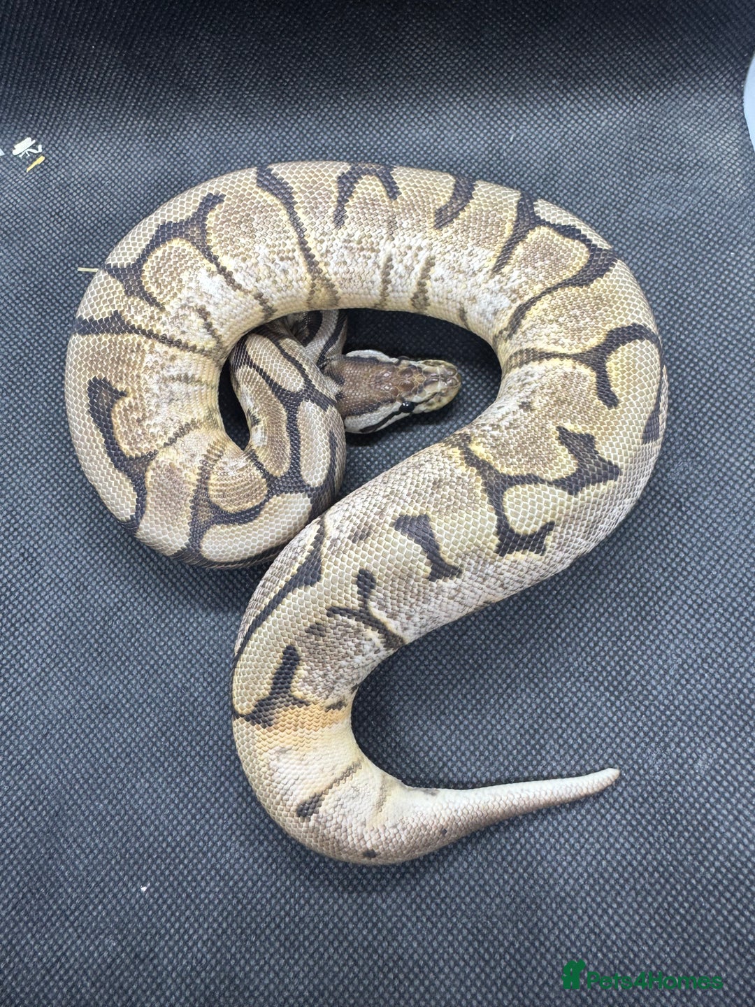 Python Snake reptiles for sale: Royal pythons from £30  - Image 8