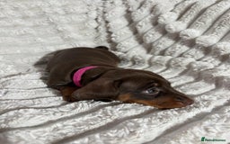 Dachshund dogs for sale: Litter of 5 beautiful dachshund pups for sale. - Image 12
