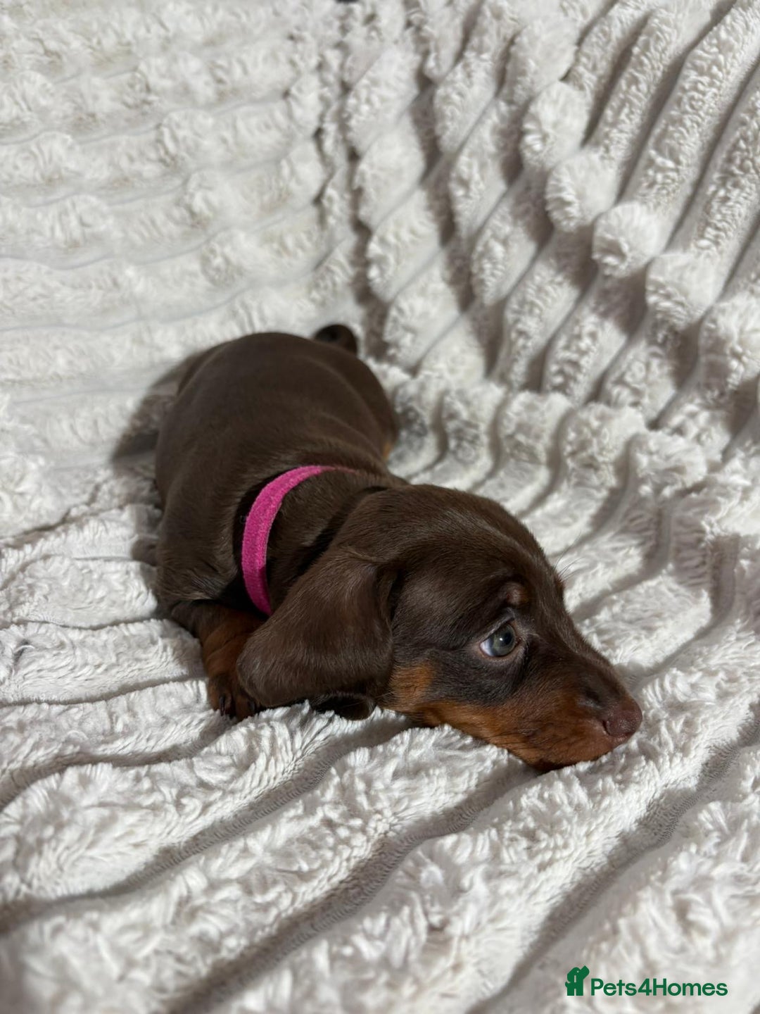 Dachshund dogs for sale: Litter of 5 beautiful dachshund pups for sale. - Image 12