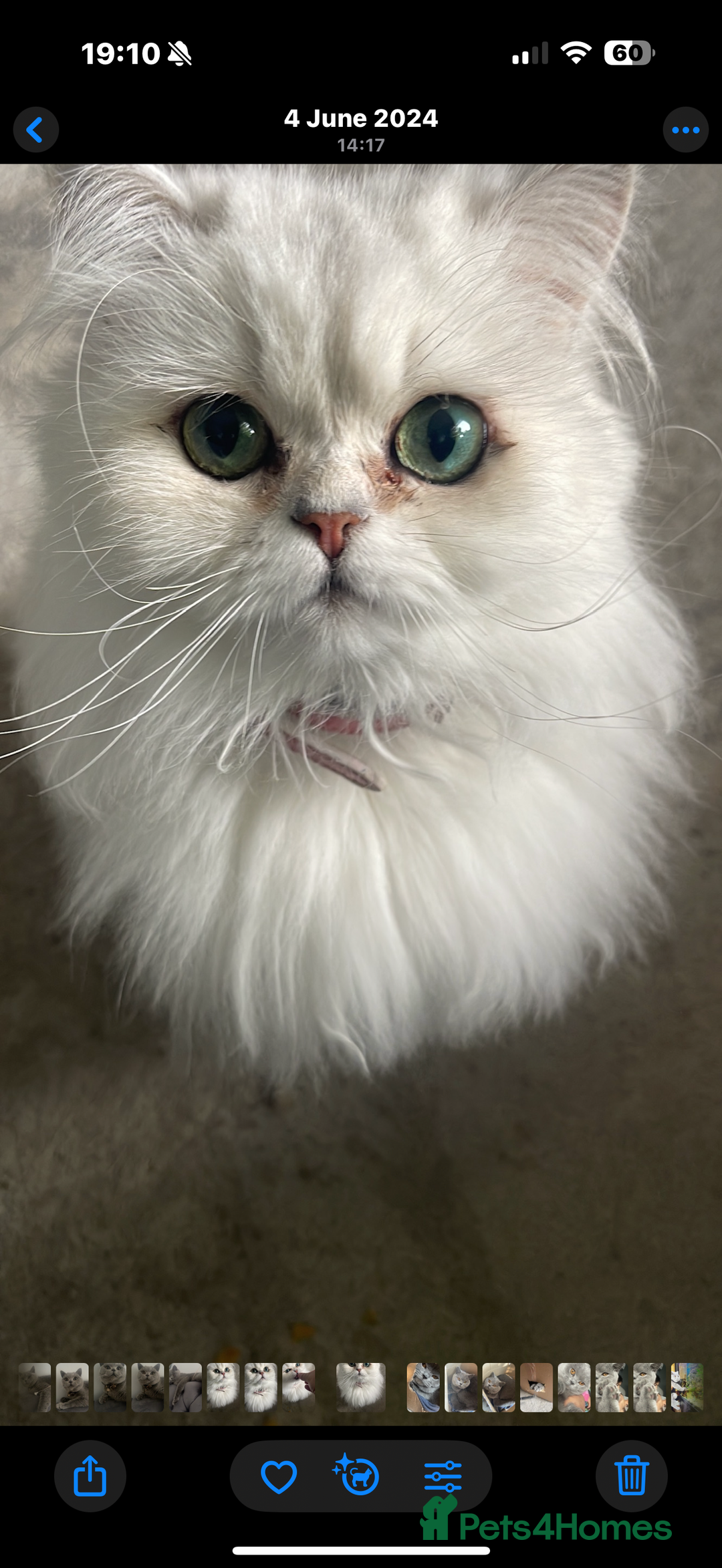 Persian cats for sale: Persian chinchilla female  - Advert 5