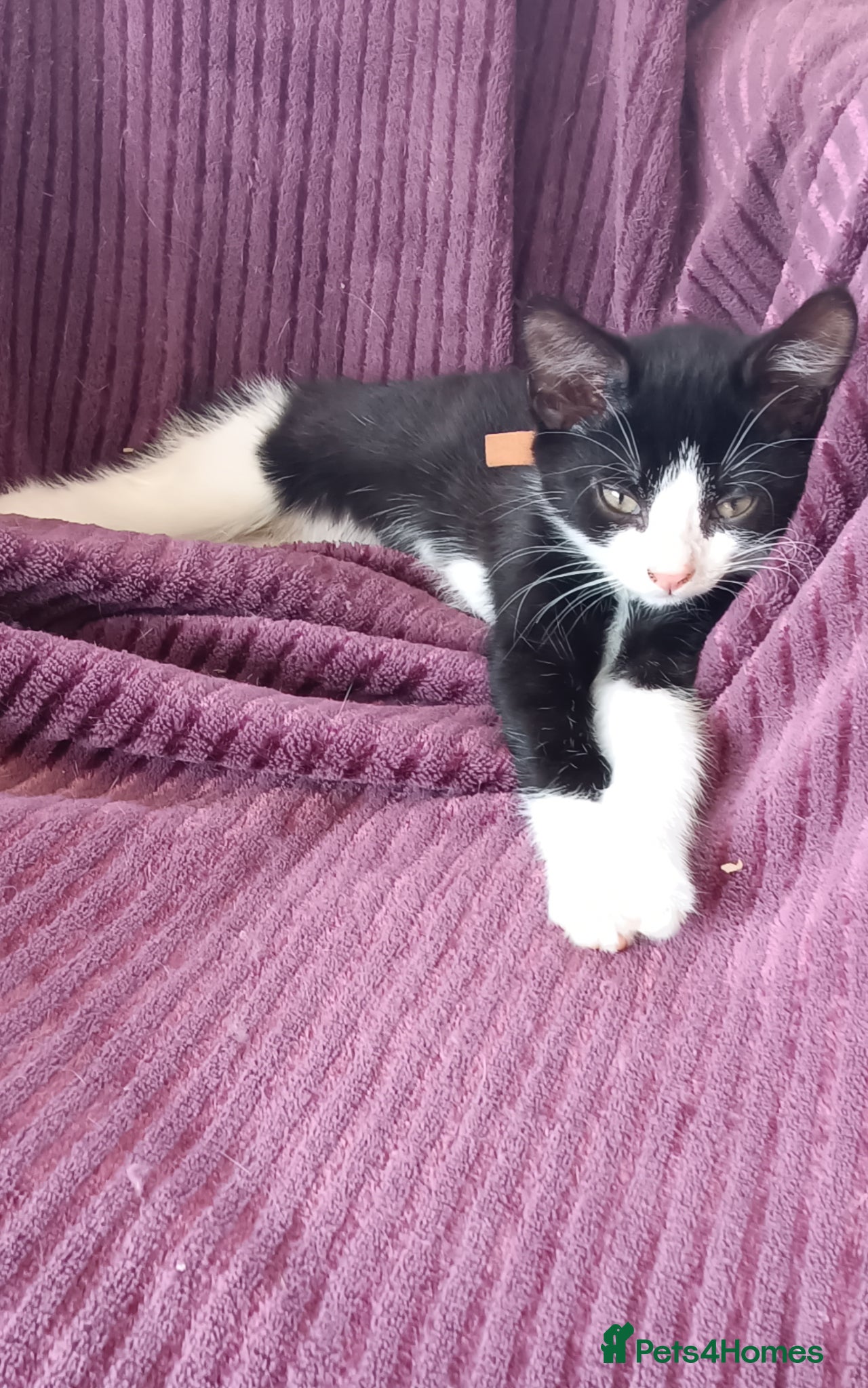 Mixed Breed cats Black and white kitten  - Advert 2