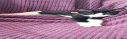Mixed Breed cats for sale: Black and white kitten  - Advert 2