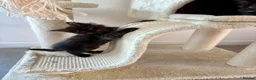 Maine Coon cats for sale: 🖤LAST BLACK SMOKE GIRL🖤 - Advert 4