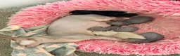 Sphynx cats for sale: Stunning litter of Sphynx kittens (hairless & fur) - Advert 3